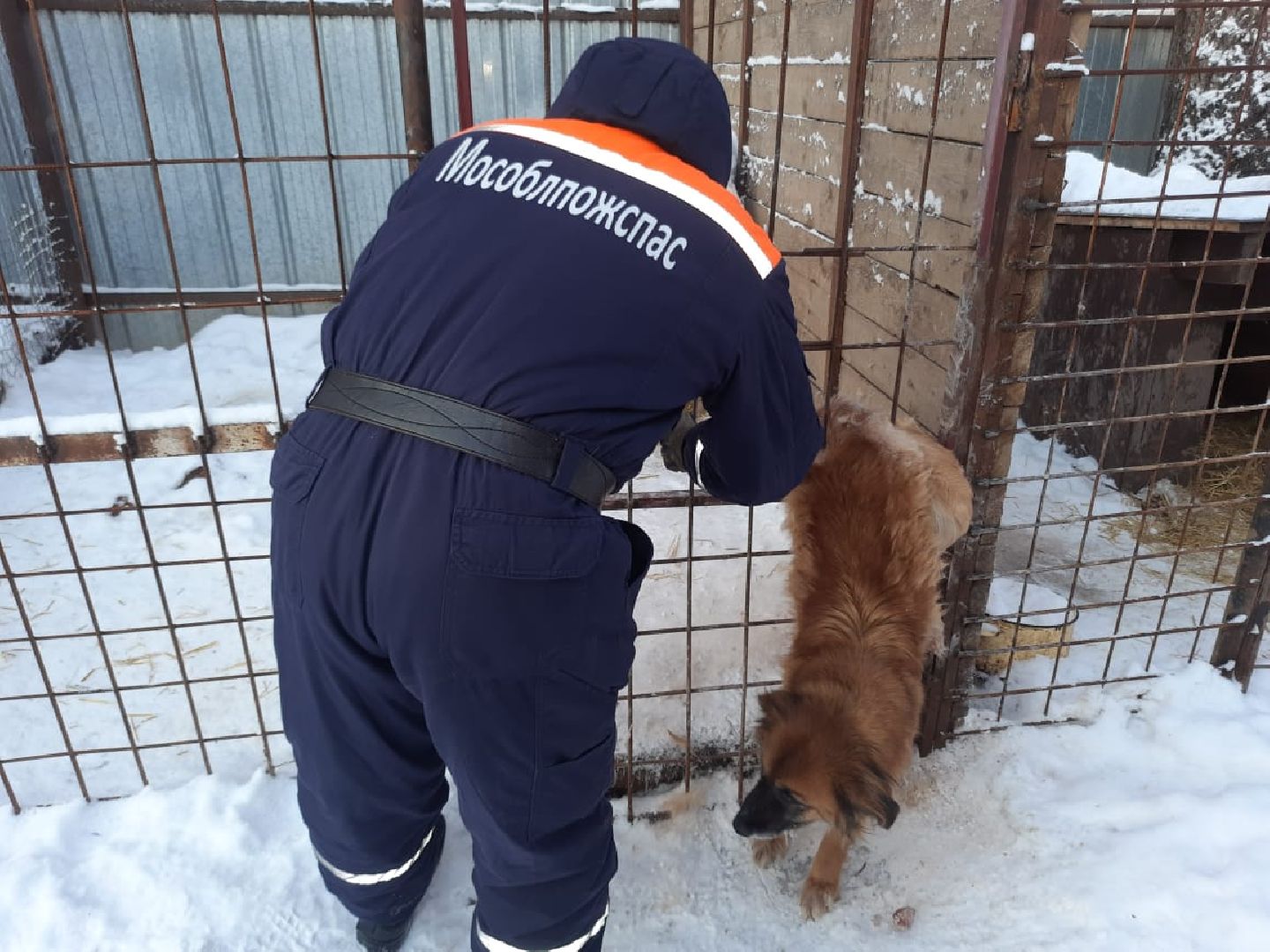 В Сергиевом Посаде спасли застрявшую в заборе собаку | Радио 1