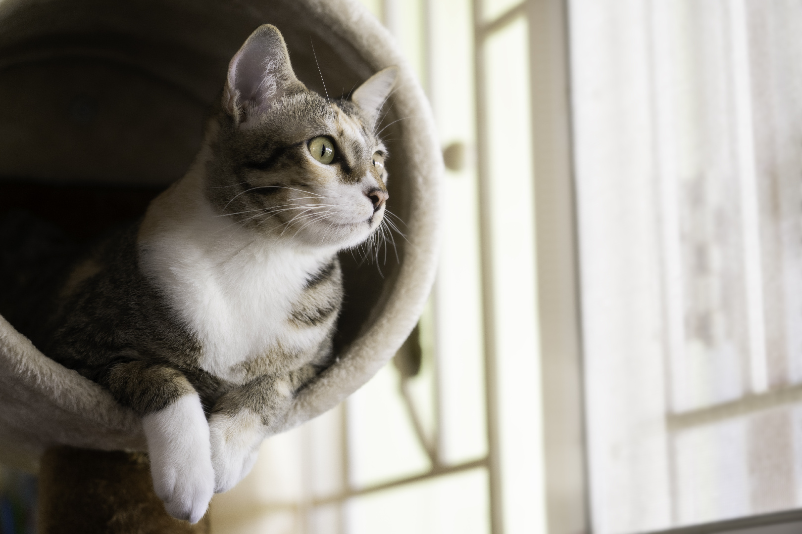 Ветеринар Галкин объяснил желание кошек сбегать из дома