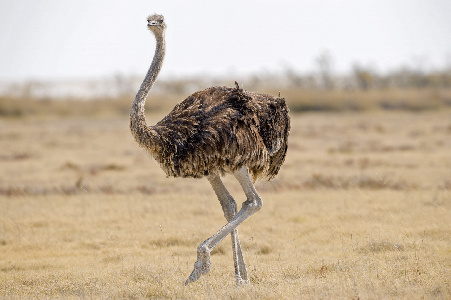 Фото: istockphoto / JohnCarnemolla