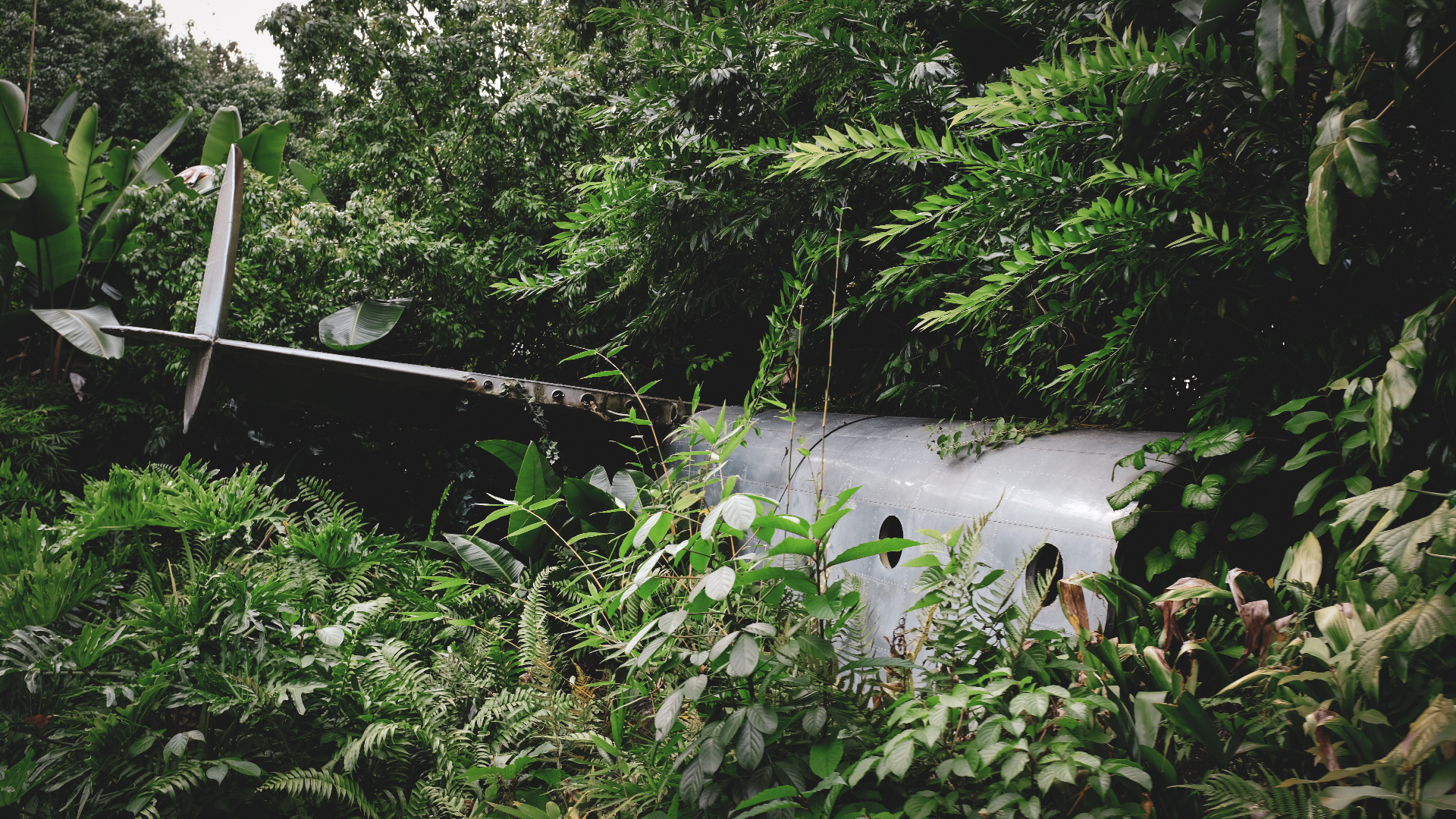 Упавший самолет в джунглях. Крушение самолета в джунглях. Самолет упал в джунглях. Крушение в джунглях. Сбитый самолет в джунглях.