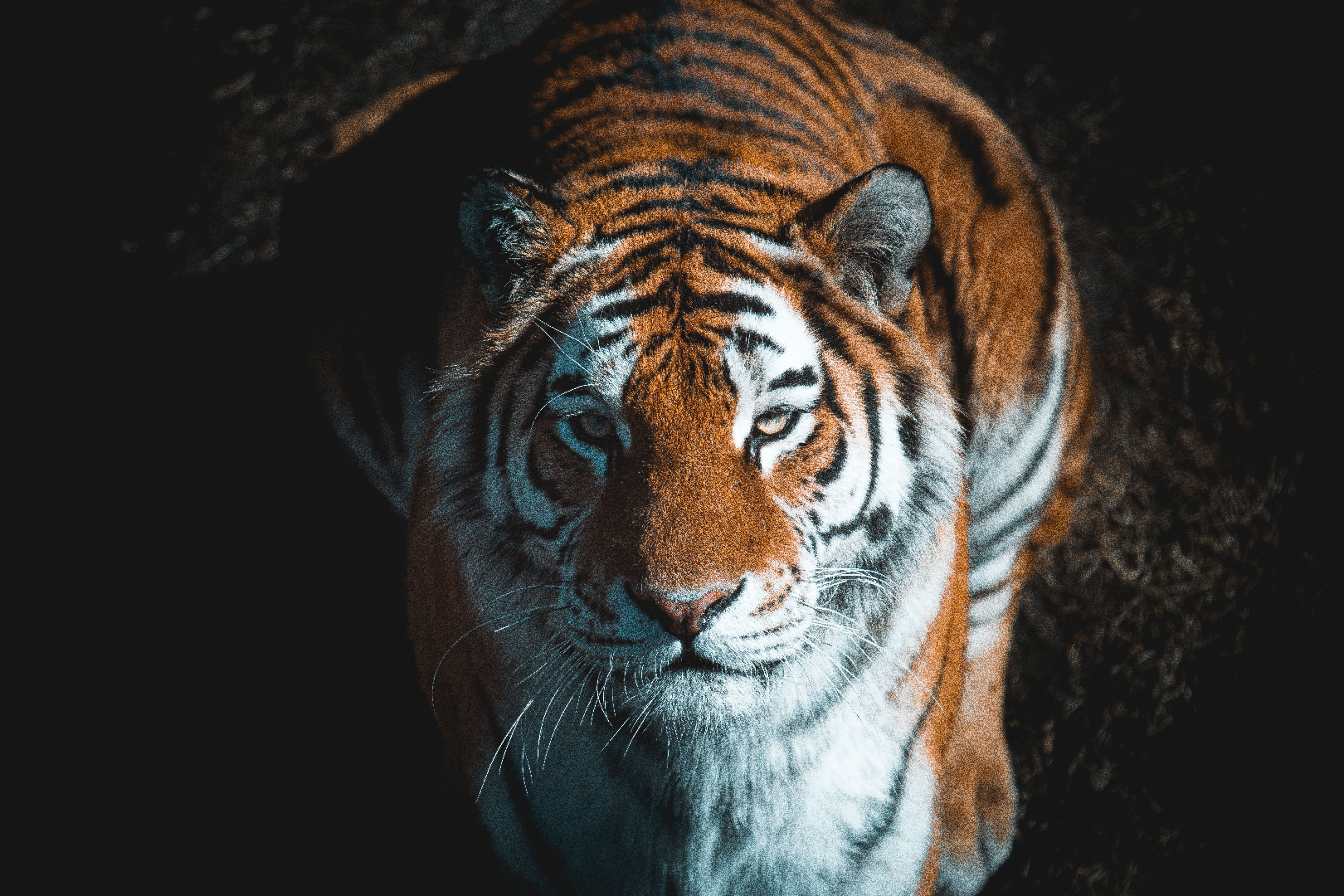 Тигры в России: сохранение уникальных хищников | Радио 1