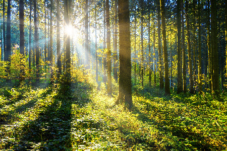 Фото: istockphoto.com/jotily