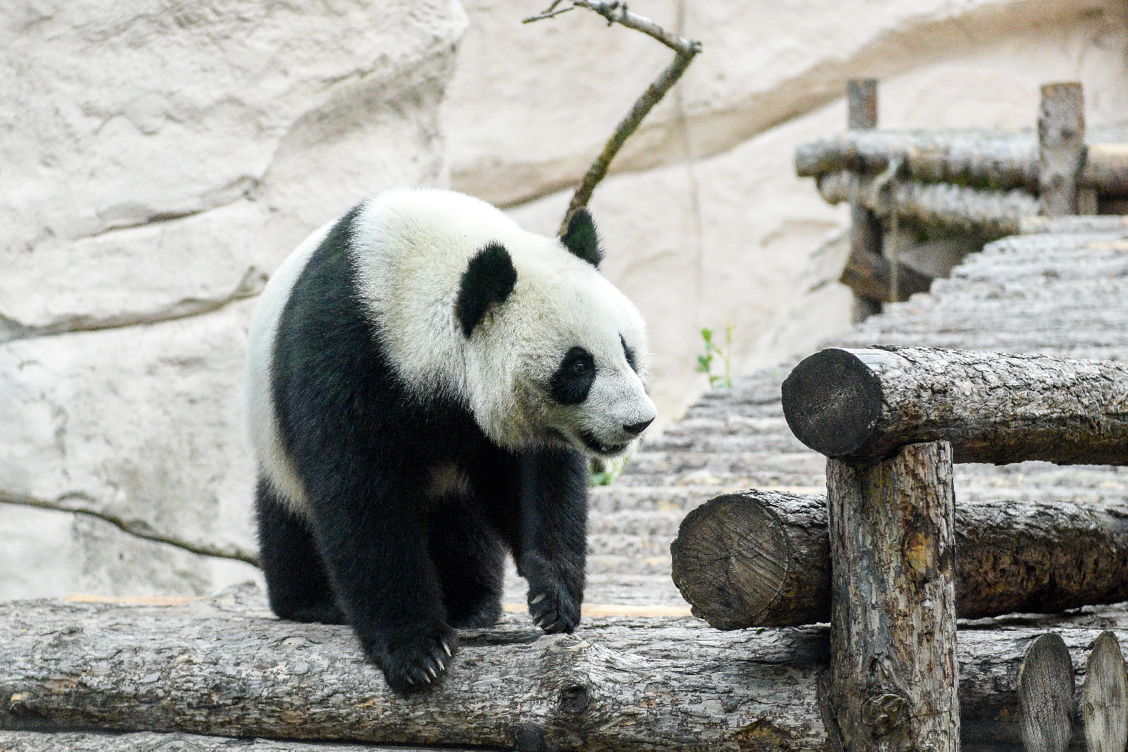 Прикольные открытки с пандами - 70 фото