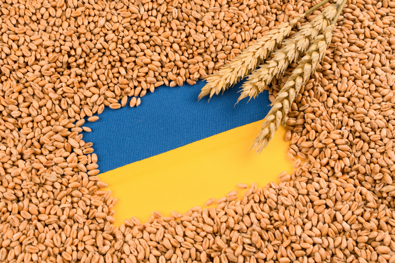 Почему зерно украины. Зерно. Зерно Украина. Зерно из Украины. Зерновая продукция.