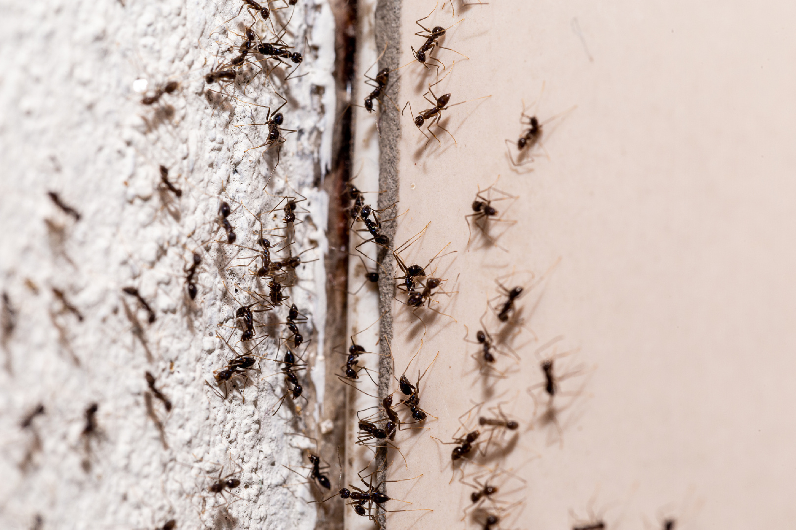 Заболевшие муравьи. Муравьи на окне.