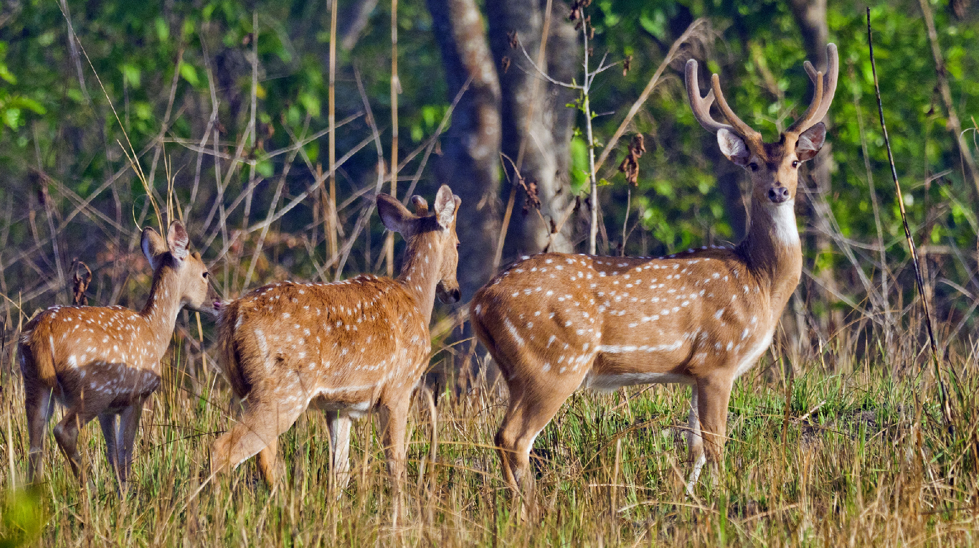 Фото: istockphoto/Alberto Carrera