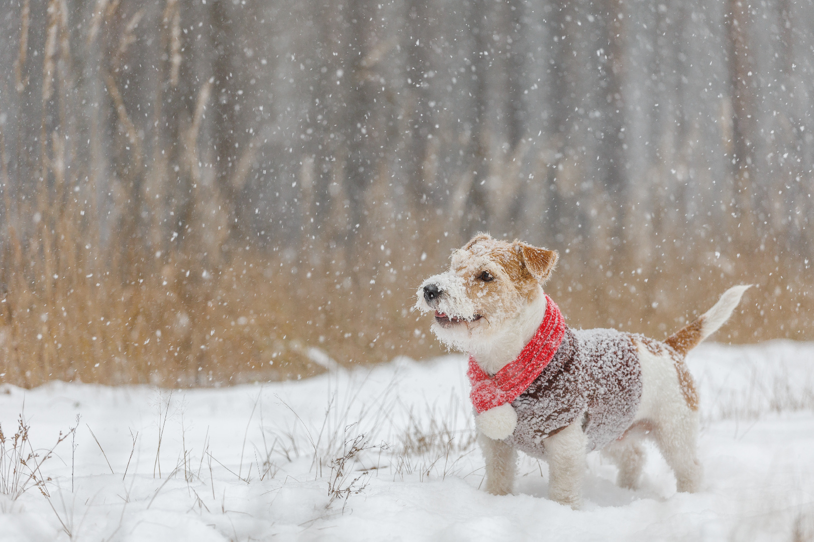 Что делать, если собака боится снега? – советы кинологов