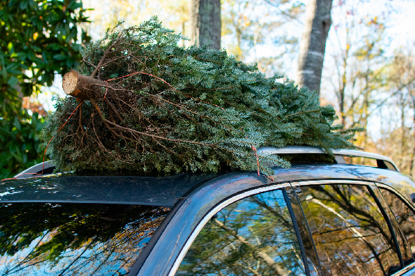 Фото: istockphoto.com/Greggory DiSalvo