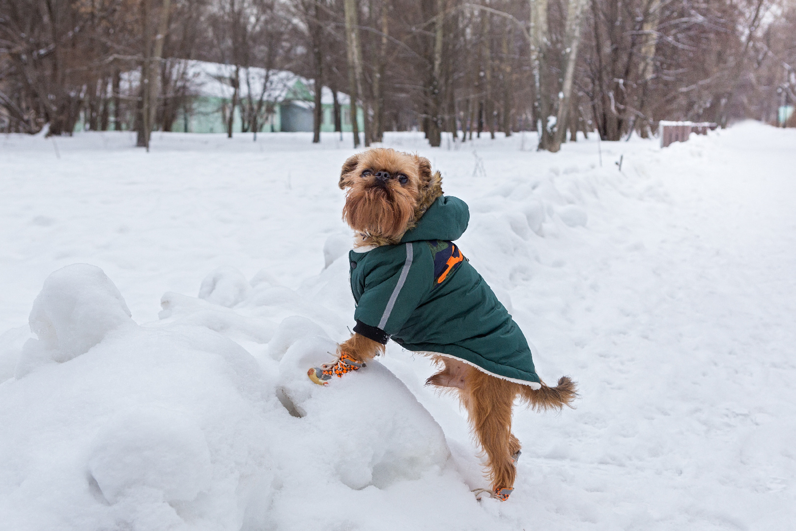 Кинолог Голубев рассказал, как приучить собаку к зимней одежде