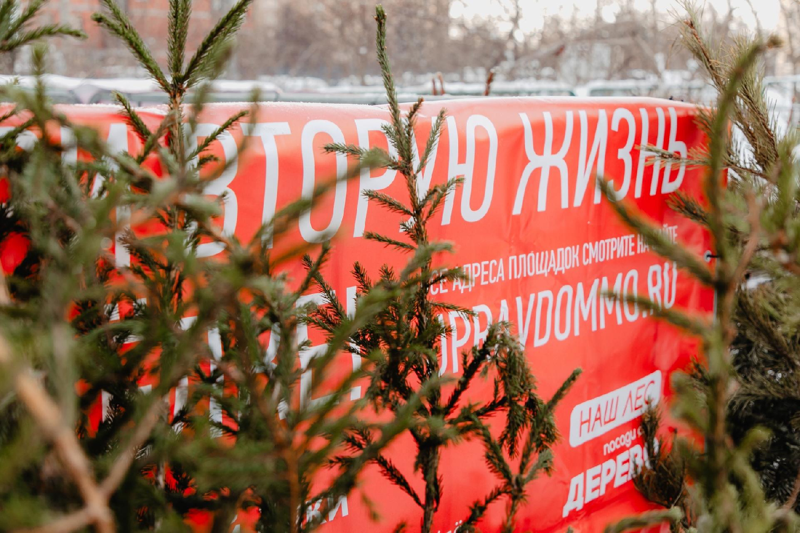 Жителям Подмосковья рассказали, как безопасно утилизировать новогодние украшения
