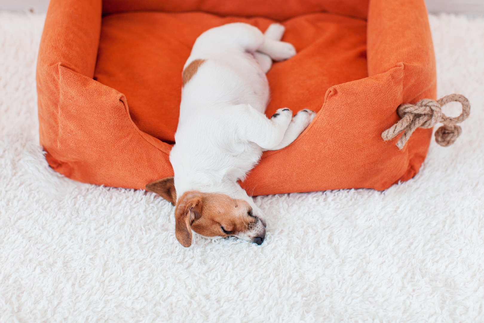 Комфорт и уединение: зачем собаке нужно своё место в доме