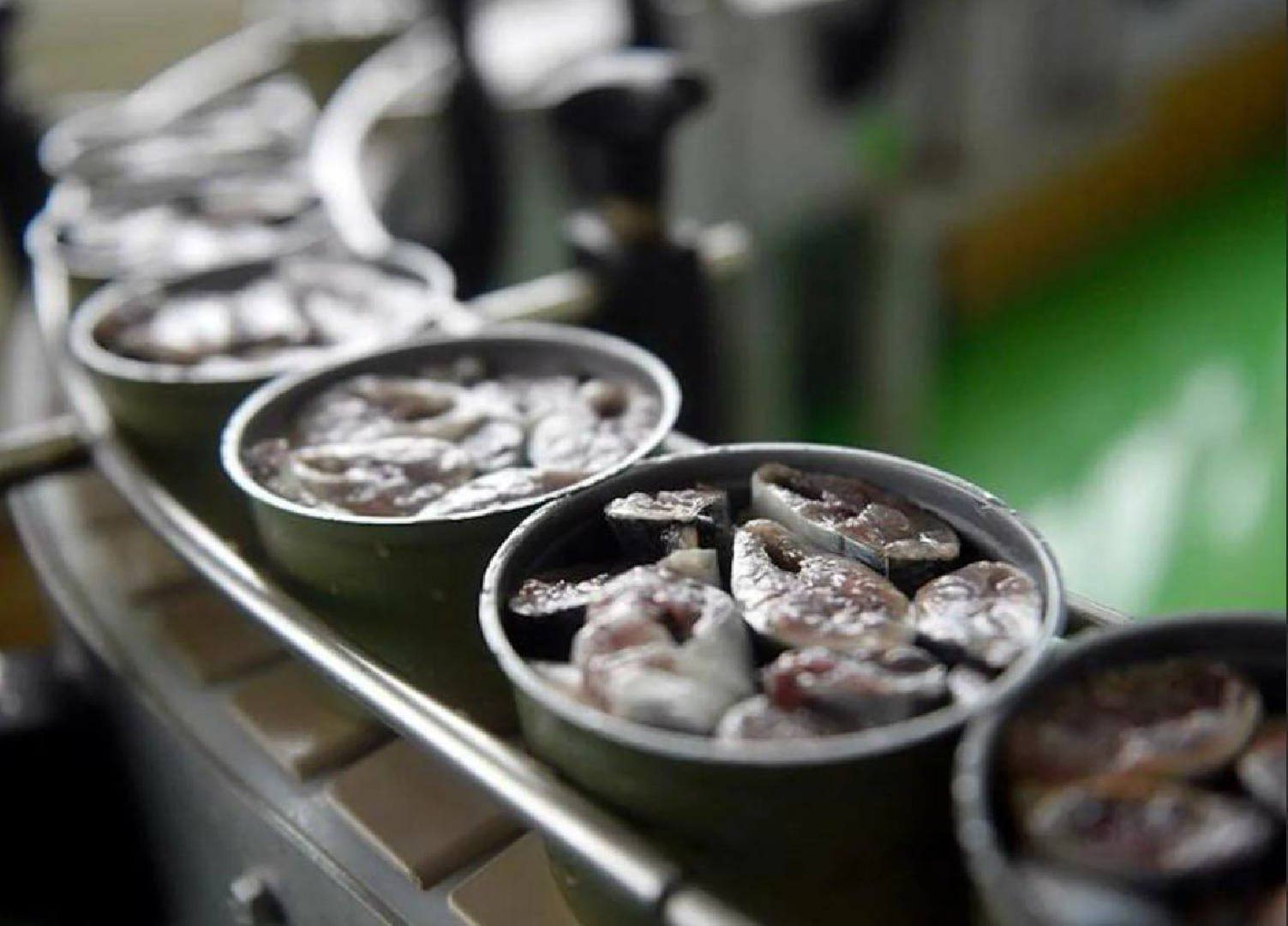 Изготовление рыбных консервов. Завод в Мурманске по рыбным консервам. Рыбные консервы. Рыбные консервы на конвейере. Производство консервов.