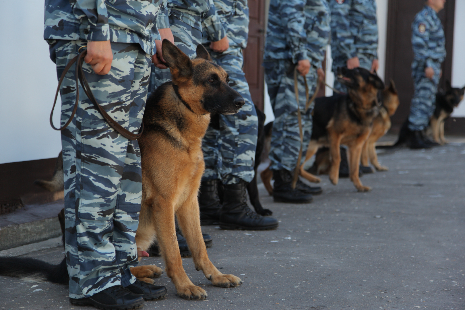 «Спасают и защищают»: Кинологи рассказали о собаках на службе