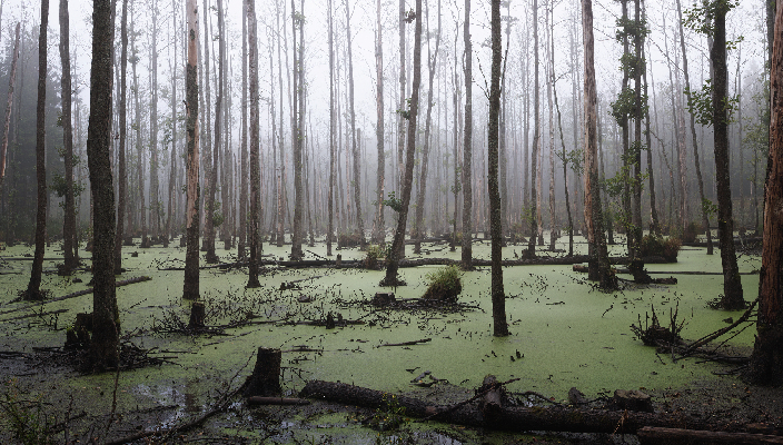 Фото: iStock/Nastco