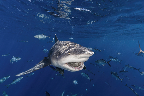 Фото: iStock/Steve Hinczynski