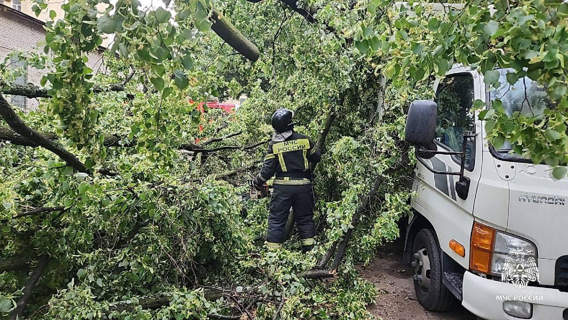 При урагане в Петербурге от падения дерева погибла женщина, еще двое  пострадали | Радио 1