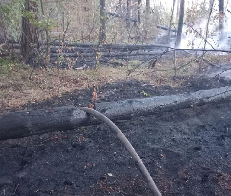 Под Балашихой потушили лесной пожар