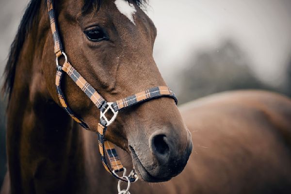Фото: iStock/Azaliya