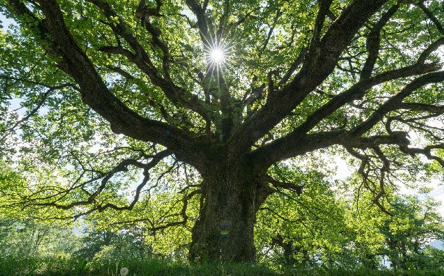 Фото: iStock / makasana