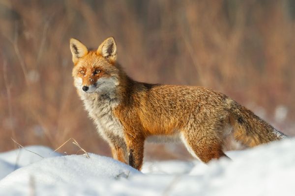 Фото: istockphoto.com/nieudacza