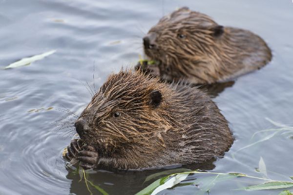 Фото: iStock / oksanavg