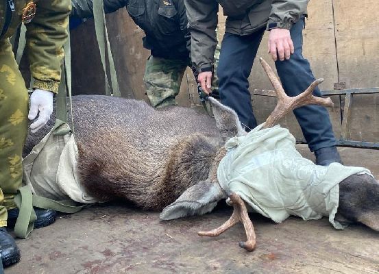 Фото: пресс-служба Комлесхоза МО