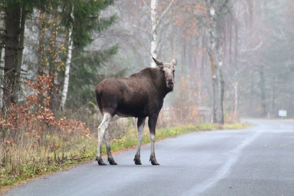 Фото: iStock / Christian Svensson