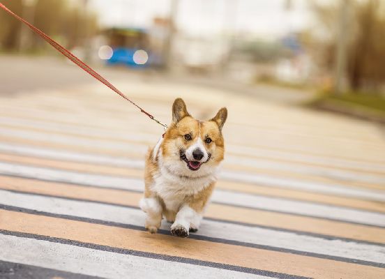 Фото: iStock/Nataba