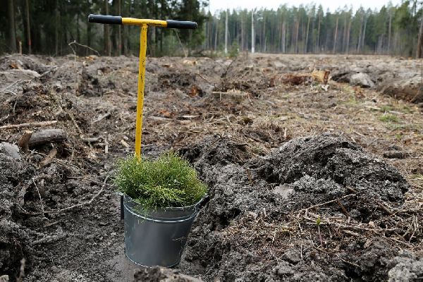 Фото: пресс-служба Комлесхоза МО