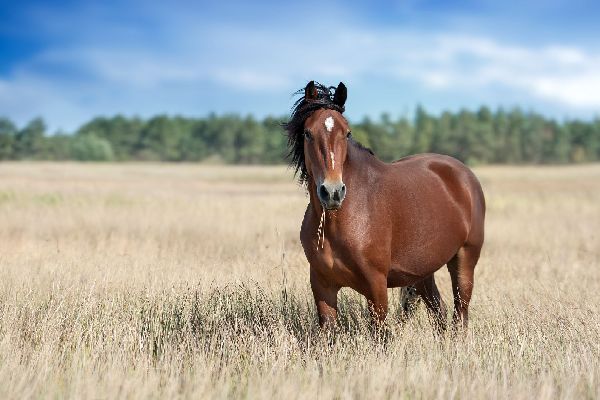 Фото: iStock/ Nemyrivskyi Viacheslav