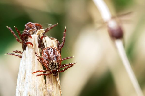 Фото: istockphoto/Dzurag