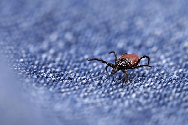 Фото: iStock/Andreas Häuslbetz