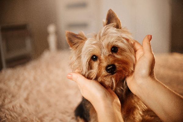 Фото: iStock/Ksenia Raykova