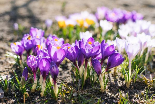 Фото: istockphoto / Rymasheuskaya Volha