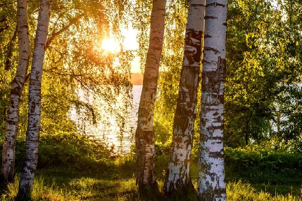 Фото: iStock/ Iri_sha