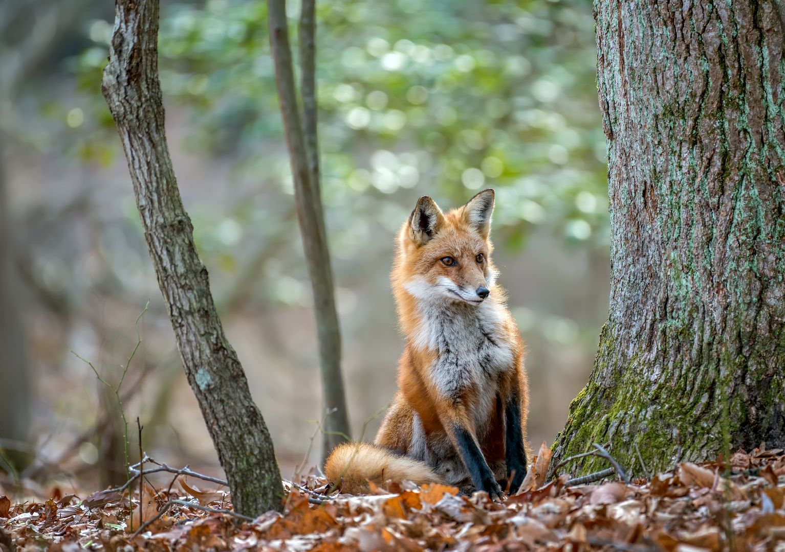 Фото: iStock / flownaksala