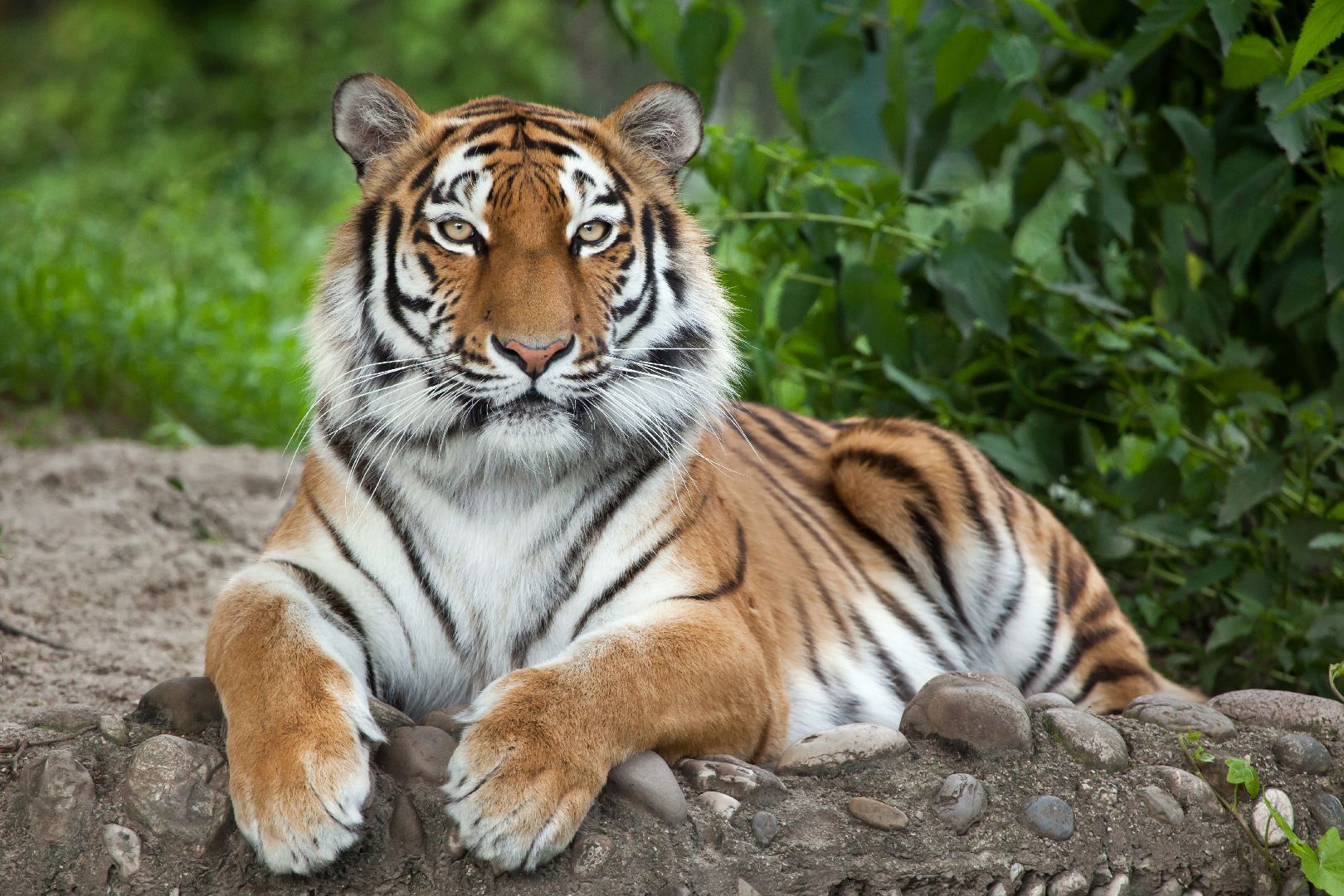 Фото: istockphoto/wrangel