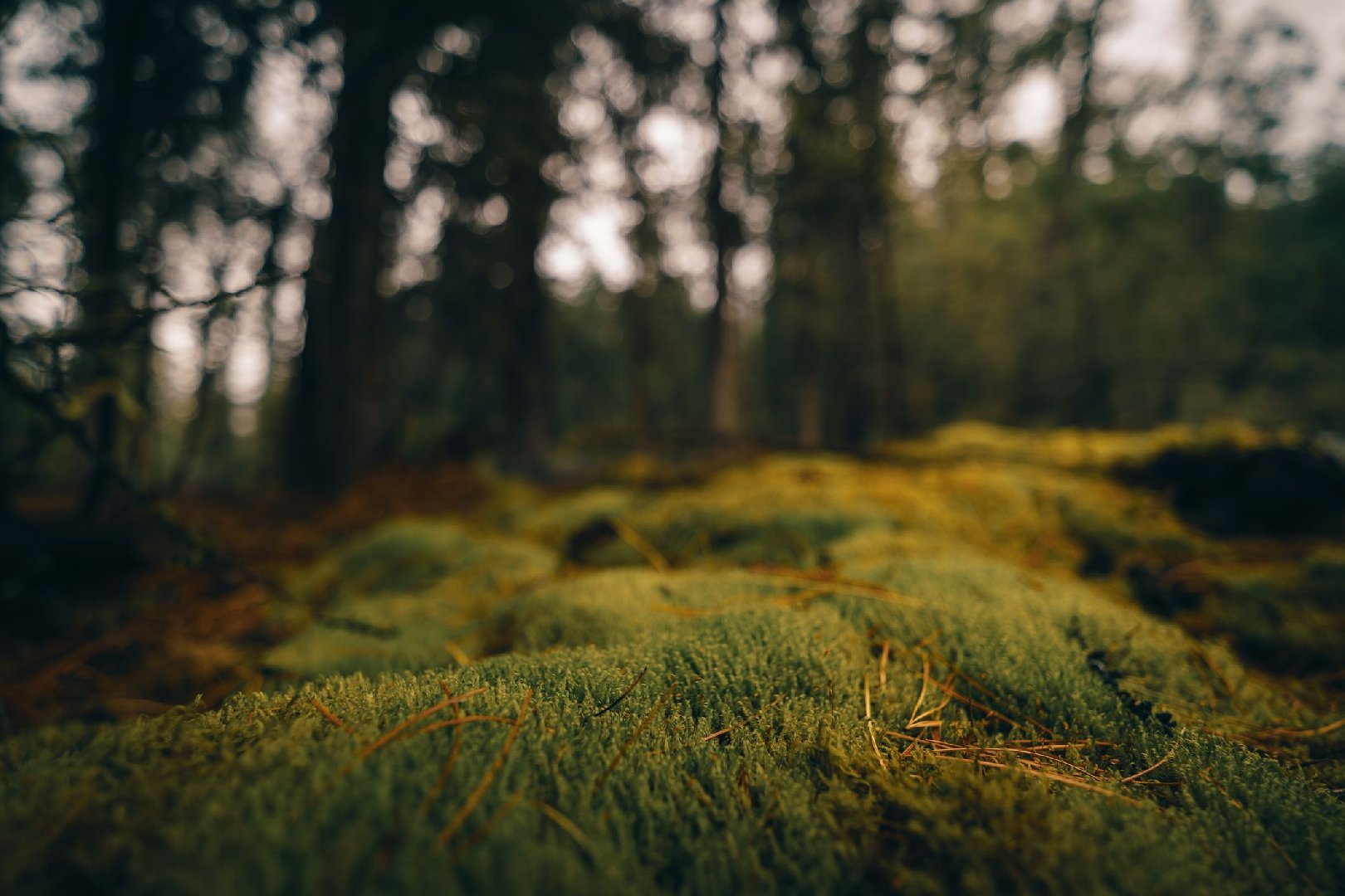 Пропажа семьи Усольцевых связана с отчетом по расходованию госгрантов