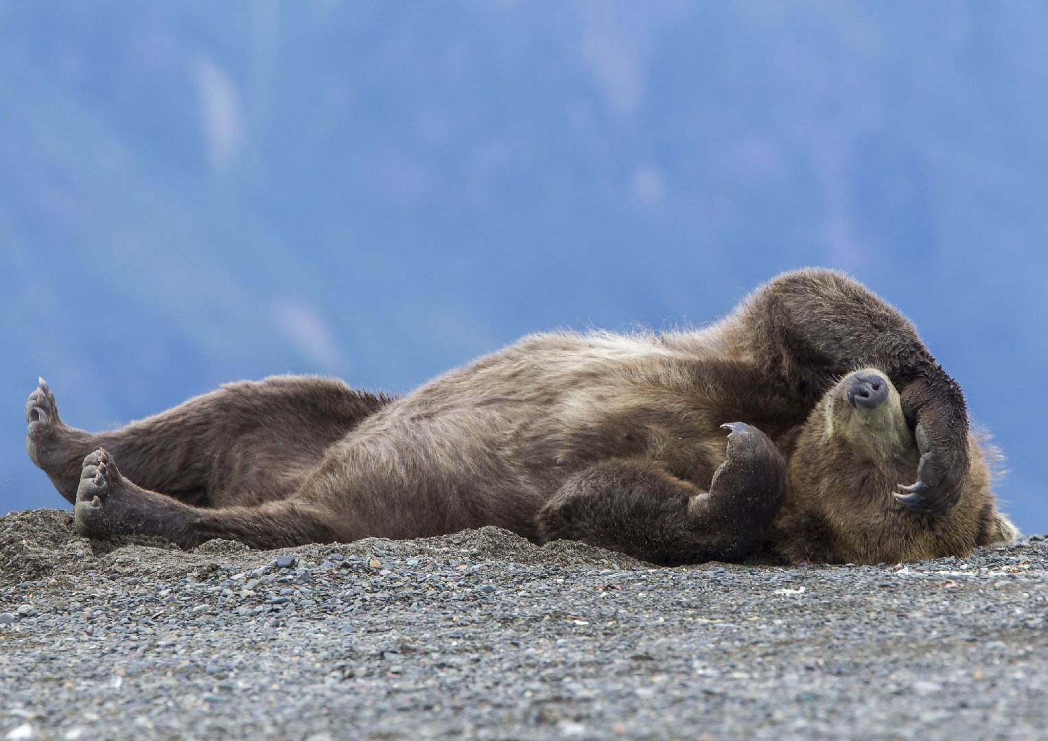 Учёные открыли новый вид гигантского медведя, который обитал на территории РФ