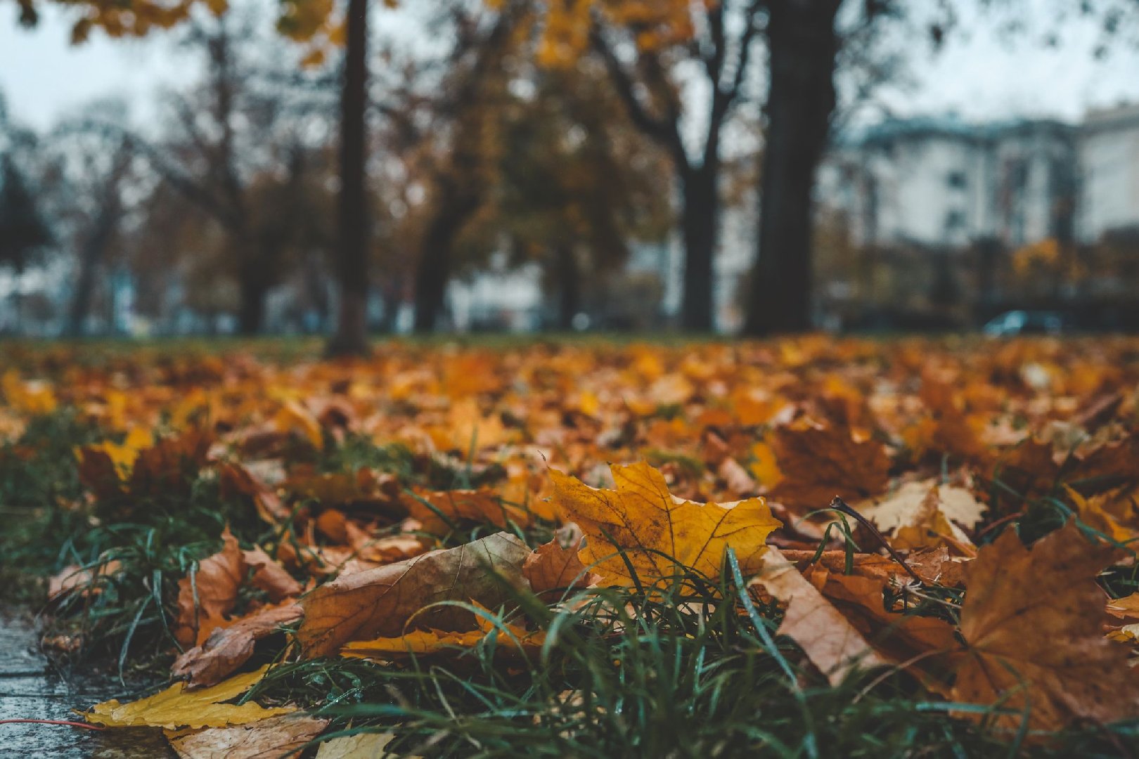 Москвичам рассказали о погоде до конца рабочей недели