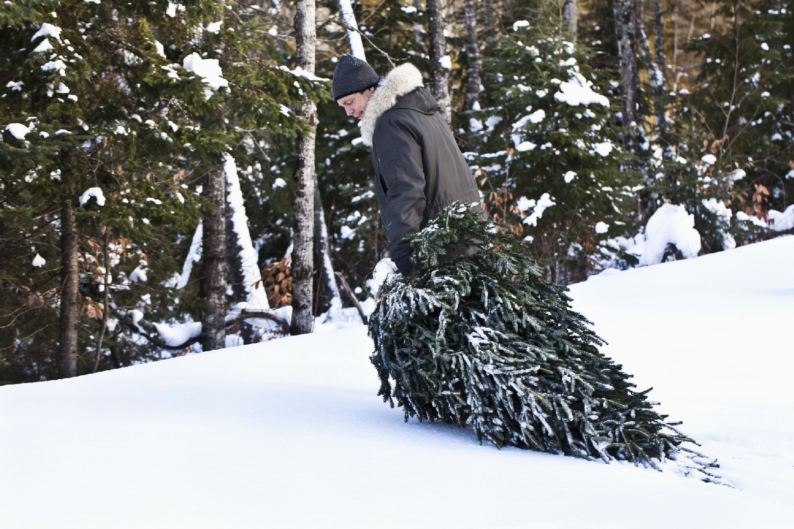 Юрист предупредил о высоких штрафах и возможном лишении свободы за сруб елки