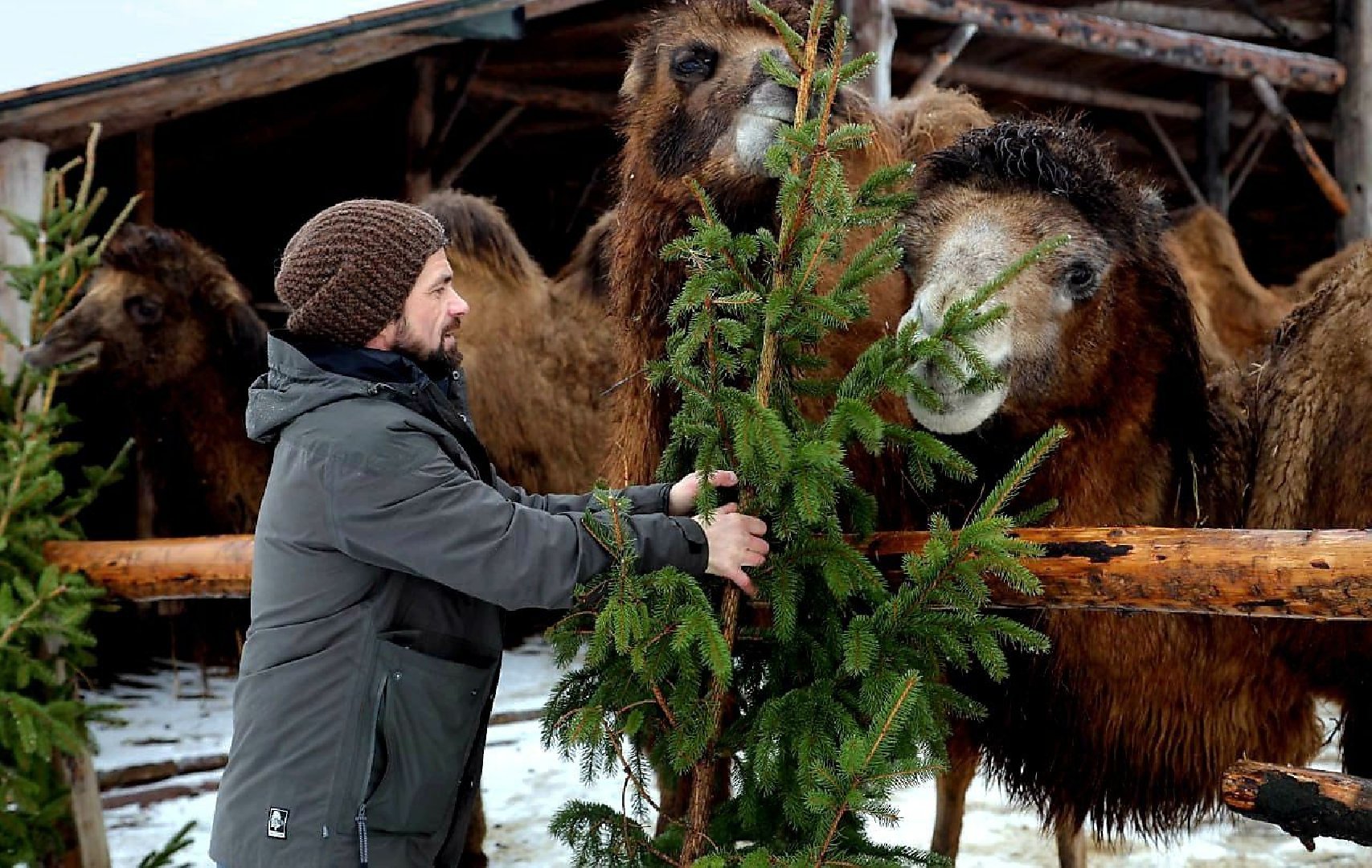 В Подмосковье открыли более 170 официальных ёлочных базаров
