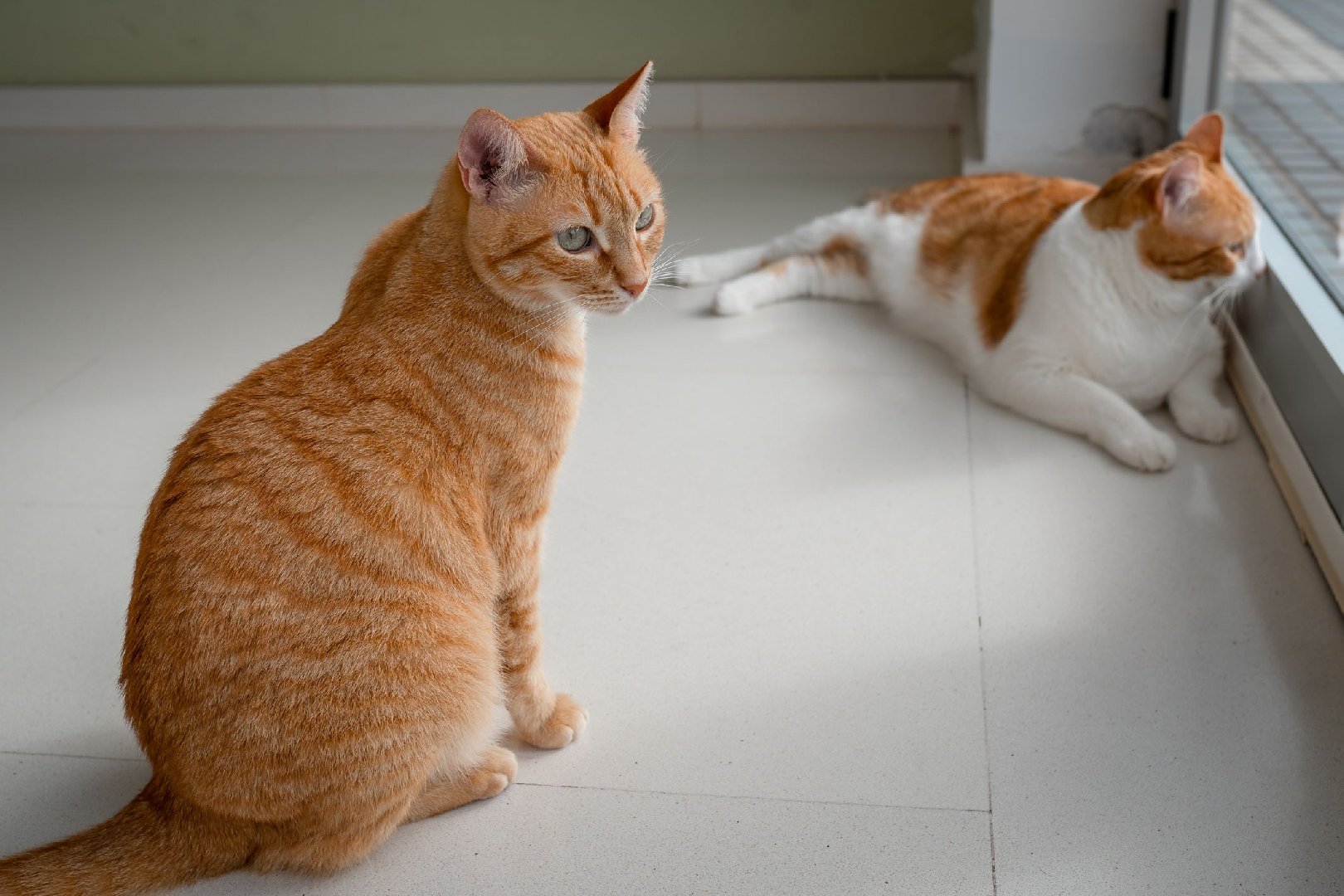 Двух котов спасли из полыхающего магазина &laquo;Доброцен&raquo; в Ялте