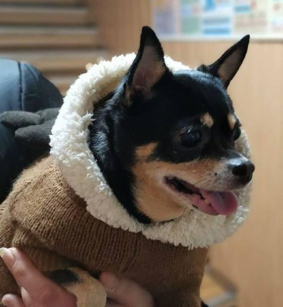 Подмосковные ветеринары рассказали, как защитить питомцев от мороза