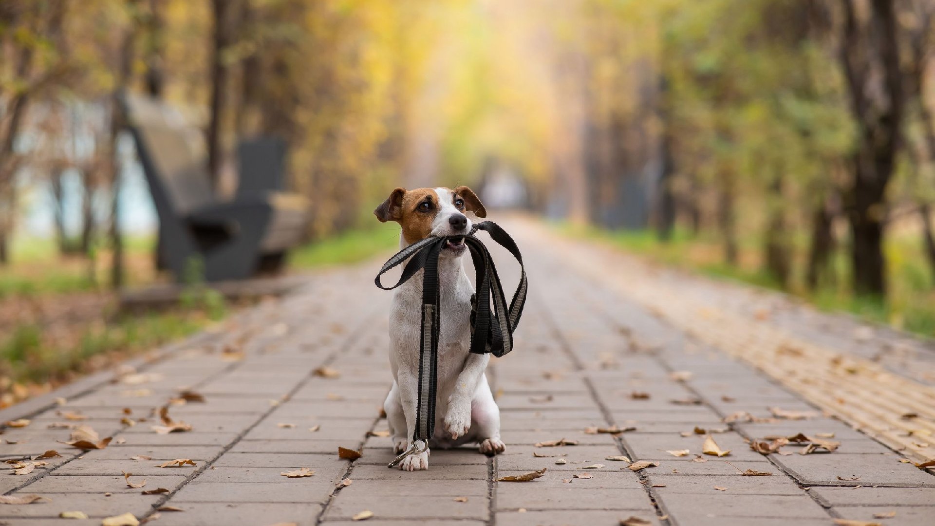Россиян призвали выгуливать собак на поводке из-за пробуждения диких животных