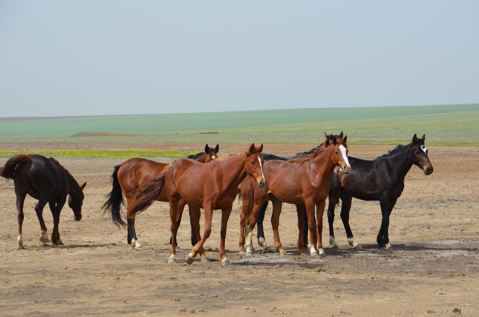 В Японии открыли выставку, где гостям предлагают понюхать навоз ради лошадей