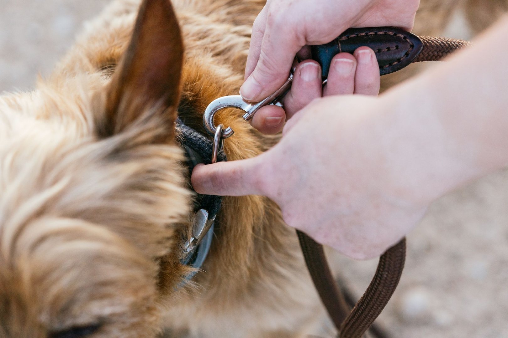 &laquo;Расстались&raquo;: Мужчина привязал кусок бетона к поводку собаки и сбросил её в болото
