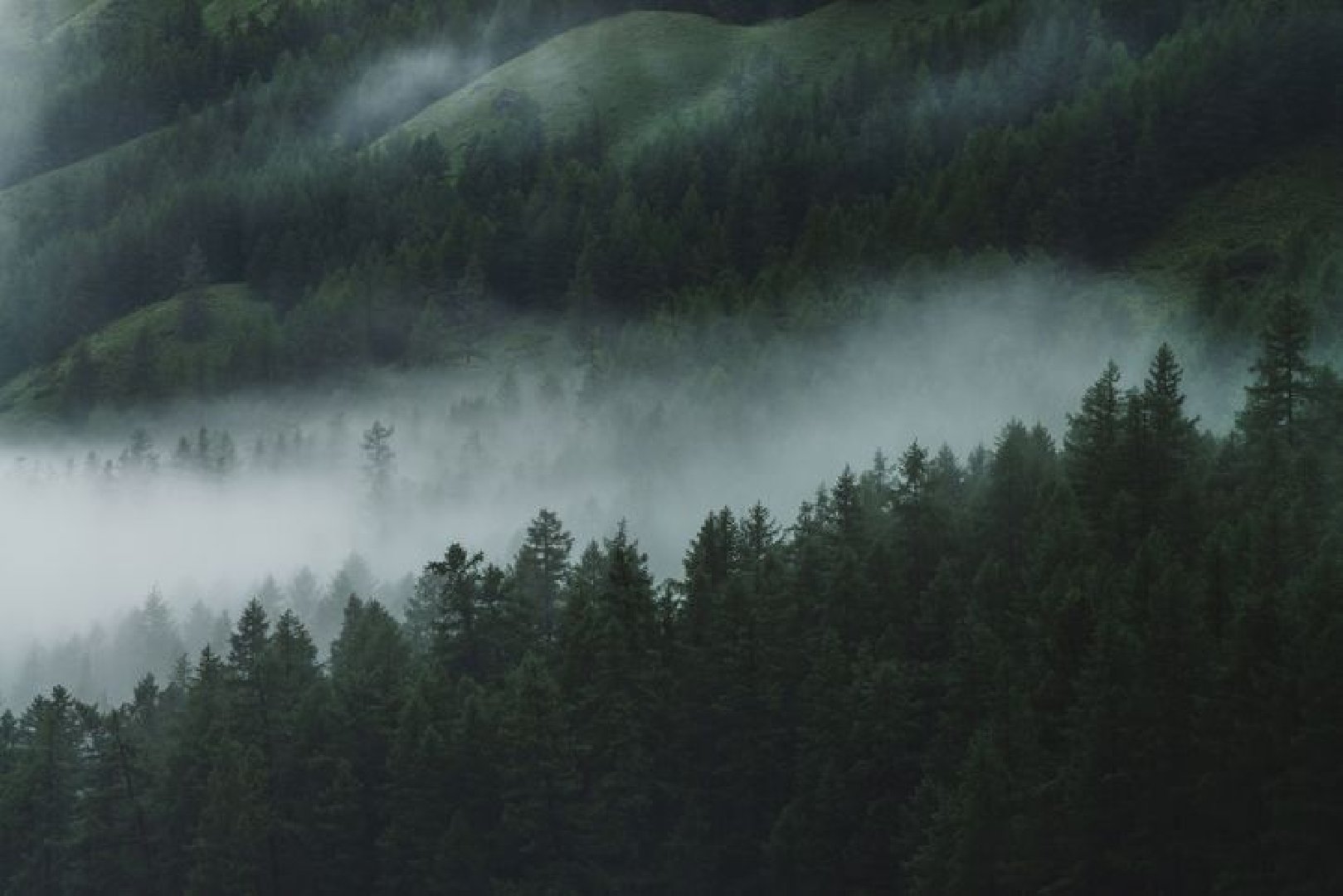 Волонтер рассказала, почему не удается возобновить поиски семьи Усольцевых