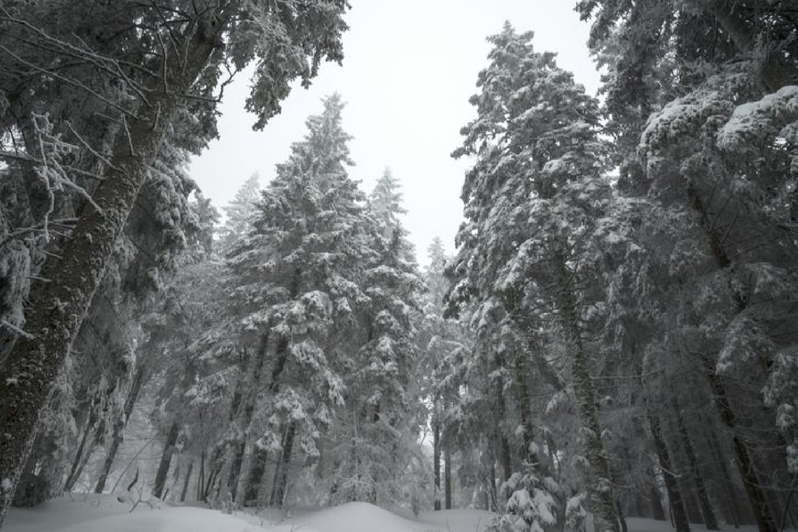 Гид Исиченко рассказал, почему пропавшая семья Усольцевых не оставила следов