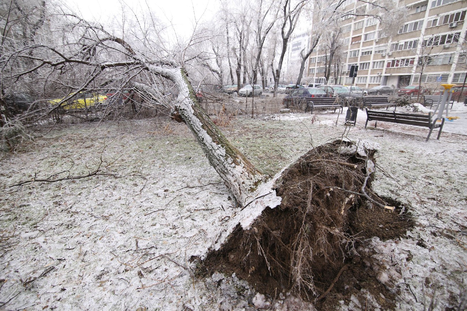 В центре Москвы ураган повалил дерево и придавил им женщину